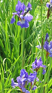 File:Cutteslowe-iris.jpg