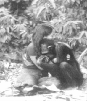 <span class="mw-page-title-main">Lucy (chimpanzee)</span> Chimpanzee raised as a human (1964–1987)