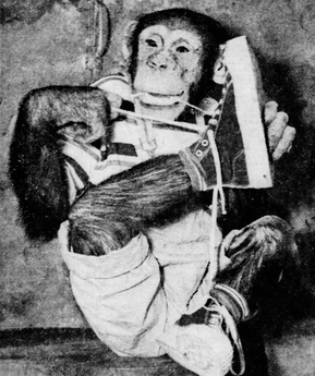 <span class="mw-page-title-main">Jo Mendi II</span> Male chimpanzee performer