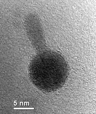 Image of a nanoscale heterojunction between iron oxide (Fe3O4 -- sphere) and cadmium sulfide (CdS -- rod) taken with a TEM. This staggered gap (type II) offset junction was synthesized by Hunter McDaniel and Dr. Moonsub Shim at the University of Illinois in Urbana-Champaign in 2007. Fe3O4-CdS Nano Heterojunction.JPG