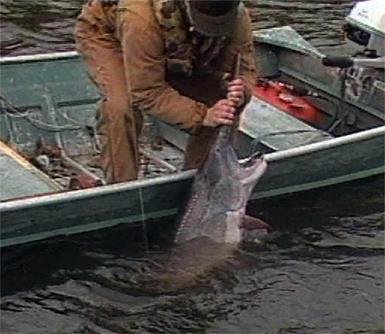 File:Angler has paddlefish by rostrum.png