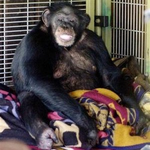 Travis (chimpanzee) Chimpanzee known for attacking a friend of his owner