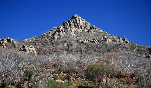 File:The horn mount buffalo.jpg