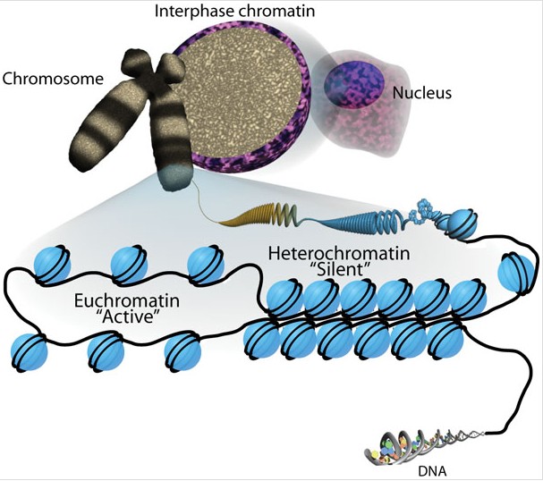 File:Sha-Boyer-Fig1-CCBy3.0.jpg