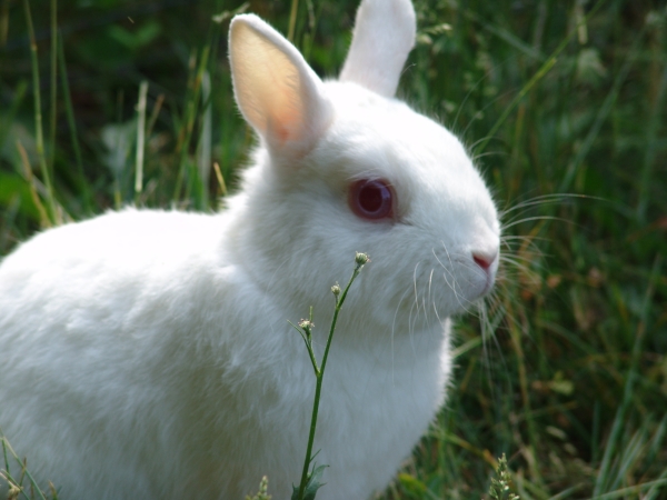 How long does it take for a baby lionhead rabbit to grow hair around neck?