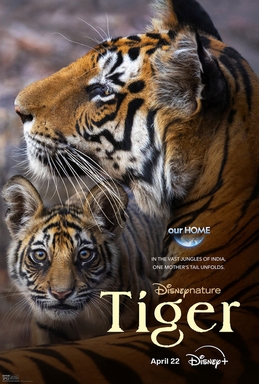 <i>Tiger</i> (2024 film) 2024 American nature documentary film about tigers