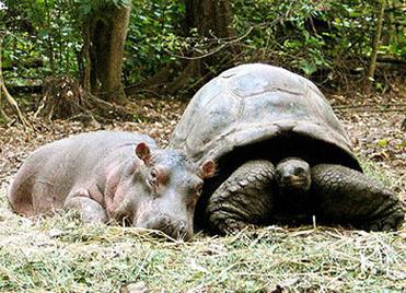 Owen and Mzee are a hippopotamus and an Aldabra giant tortoise, respectively, that became the subject of media attention after forming an unusual bond