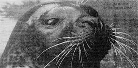 File:Hoover the Talking Seal.jpg