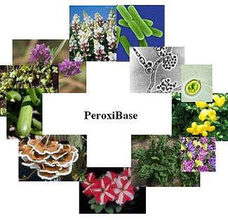 PeroxiBase logo Peroxibase.jpg