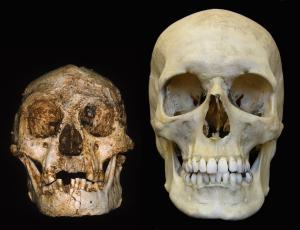 File:Skull of a Homo floresiensis next to a modern human skull.jpg