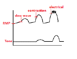 A depiction of a slow wave, contraction and electrical threshold in relation to smooth muscle tone and resting membrane potential. ElectricalThresholds.gif