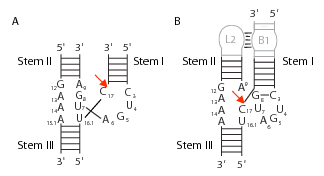 File:Minimal and full length hammerhead sequences.png