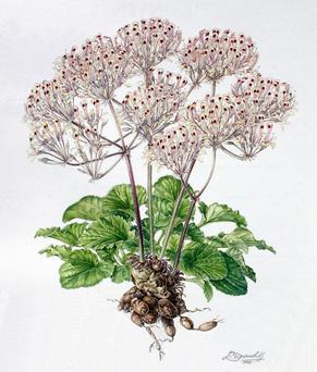 <span class="mw-page-title-main">Ellaphie Ward-Hilhorst</span> South African botanical artist (1920–1994)