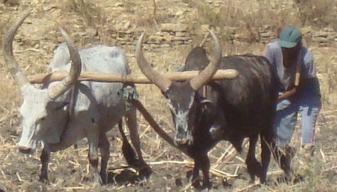 File:Raya oxen at ploughing.jpg