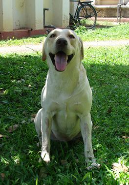 <span class="mw-page-title-main">Snowy (military dog)</span>