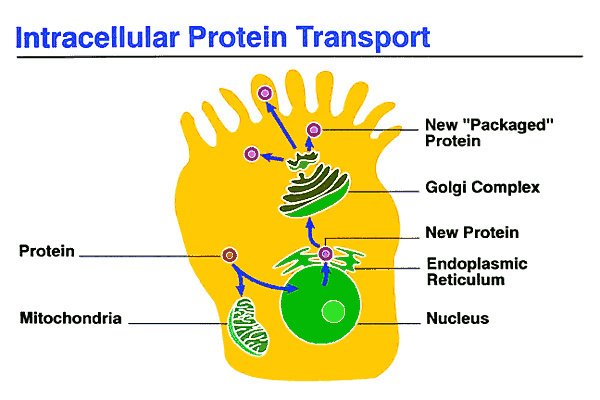 File:Intracellular Signaling Clip Art.jpg