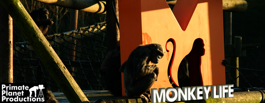 Monkey Life (TV series) - Wikipedia