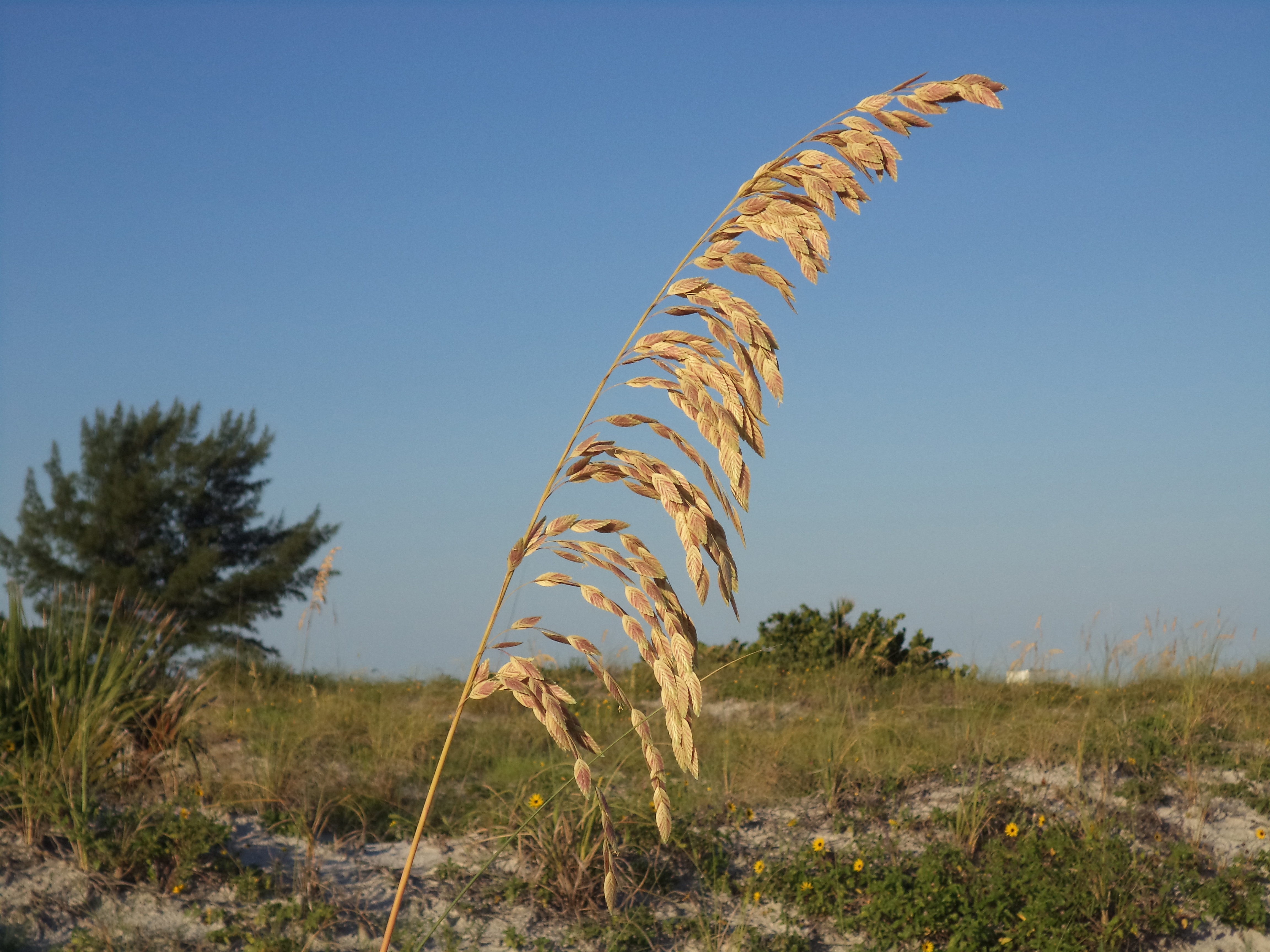 SEA OAT SAND KEY PARK FLORIDA2013083001.jpg