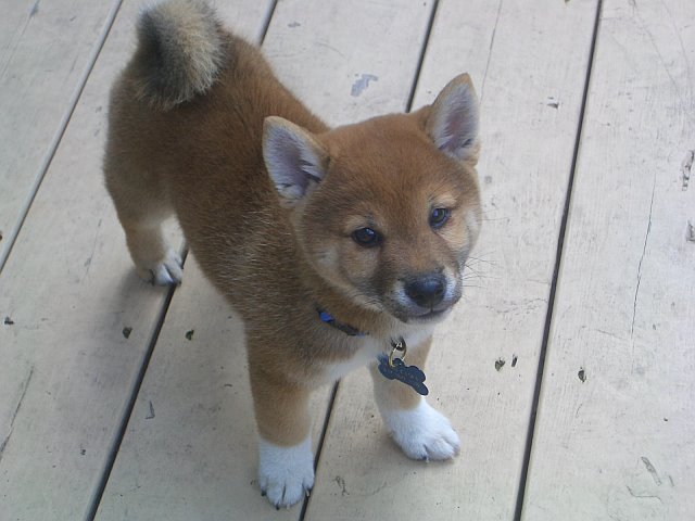 shiba inu 2 months