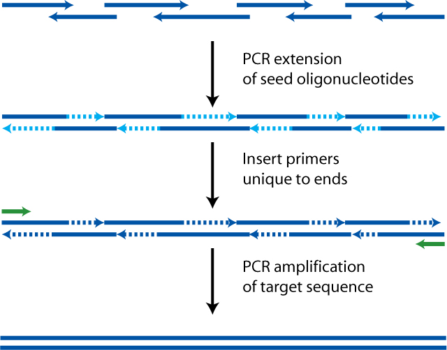 File:PCA polymerase cycling assembly.jpg