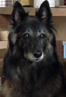 <span class="mw-page-title-main">Wellard</span> Fictional dog from the BBC soap opera EastEnders