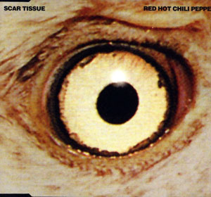 Scar Tissue Wikipedia