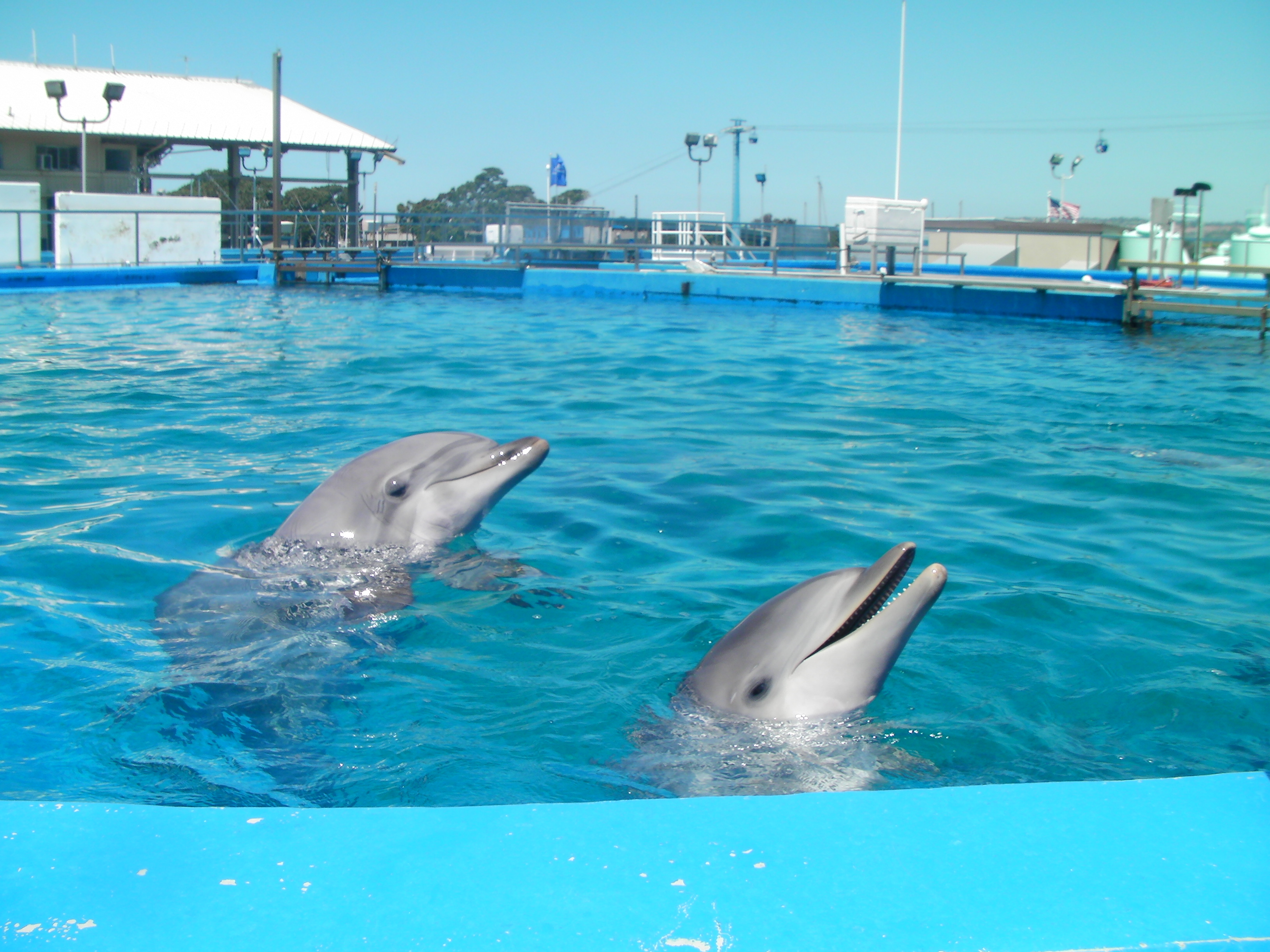 SEAWORLD Dolphins