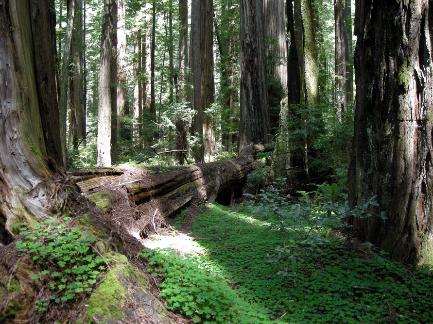 Humboldt Redwoods State Park - Wikipedia