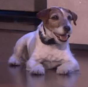 <span class="mw-page-title-main">Uggie</span> Dog actor