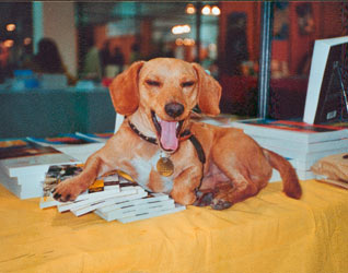 File:Saucisse (dog).jpg