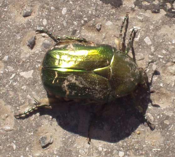 File:Cetonia aurata in Vienna.jpg