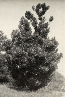 File:Ulmus carpinifolia var. koopmanni.jpg
