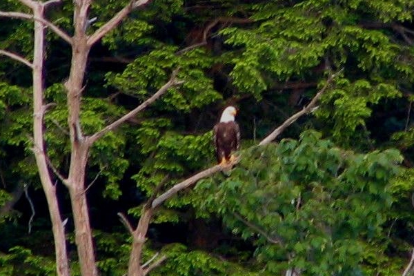 File:RGSP Bald EAgle.JPG