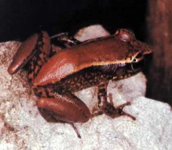 File:Richmond coqui.jpg