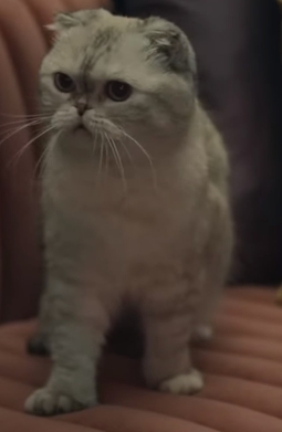 File:Olivia Benson (cat) in Me music video screenshot.jpg