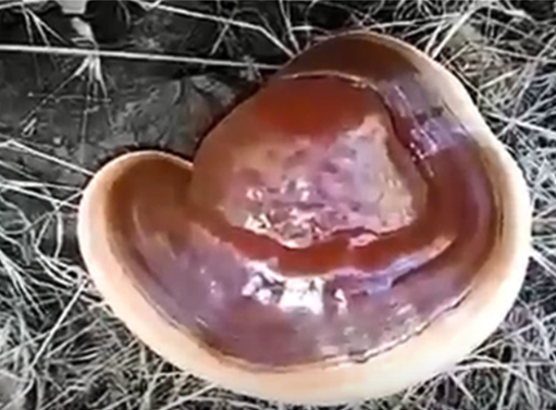 File:Ganoderma.lucidum.shanofee.png