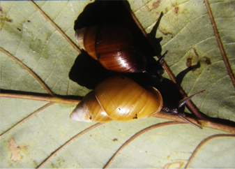 File:Partula faba live.png