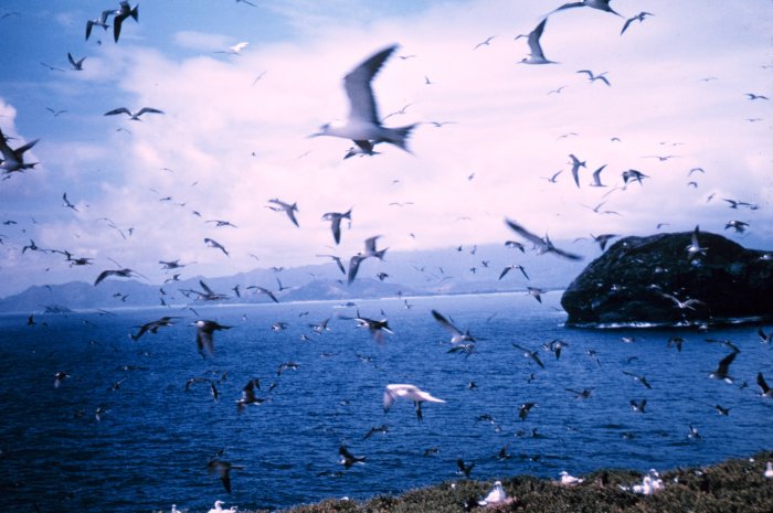 File:Seabirds.jpg