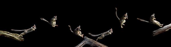 Galago leaping Bushbaby Leaping captured in Multiflash.jpg