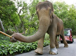 <span class="mw-page-title-main">Gita (elephant)</span> Asian elephant