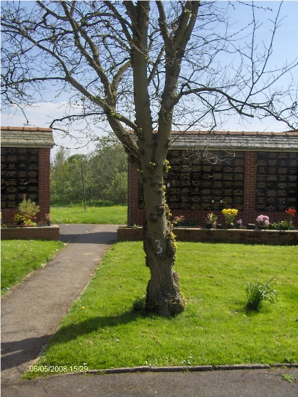 File:Jimmy Clitheroe's memorial tree at the Carleton Crematorium and Cemetery.jpg