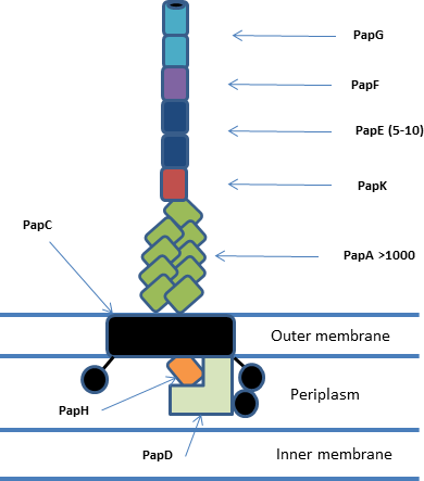 A schematic overview of the pap chaperone-usher system showing all subunits and their organisation. PapD is the chaperone; PapC is the usher; PapA and the remaining subunits form the fimbria itself Overview of Pap system structure.png