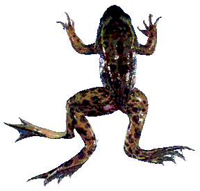 File:Deformed Frog.gif