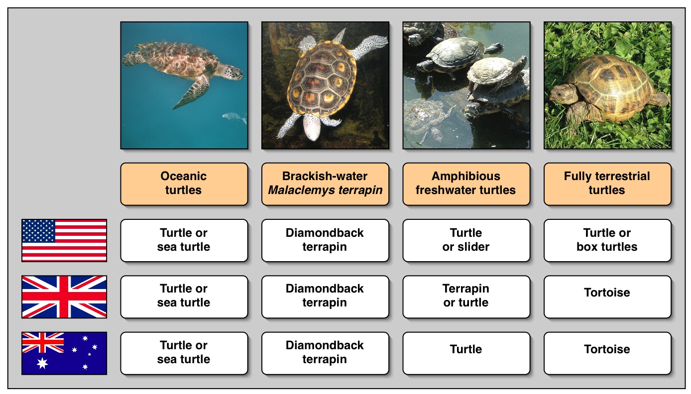 Как будет черепаха на английском. Морские имена черепах. Кличка для черепахи на английском. Английское имя для черепахи. Имена черепашек.