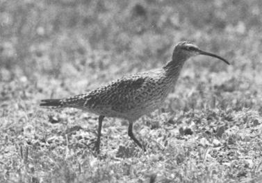 File:Live Eskimo Curlew.jpg