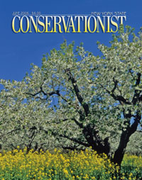 File:New York State Conservationist cover.jpg