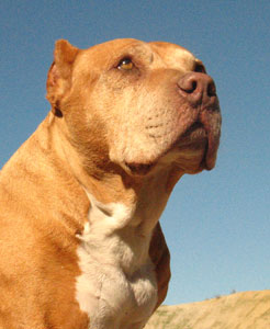 <span class="mw-page-title-main">Daddy (dog)</span> American Pit Bull Terrier