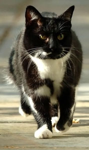 File:Sybil the cat.jpg