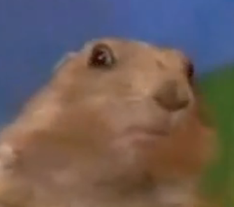 surprised chipmunk gif