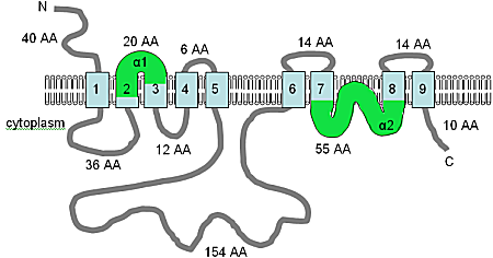 The predicted TM topology of the AtMHX protein ATMHX topology.png